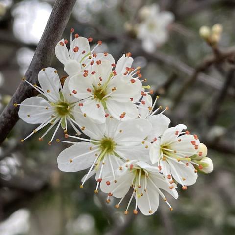 Six tiny white Blackthorn blossoms, each with five petals and about fifteen long stamens with by an orange-yellow tip