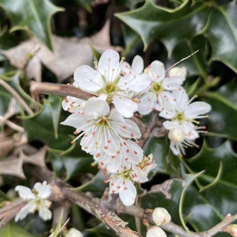 Six white holly blossoms, each with five petals and about eight long stamens with by an orange-yellow tip