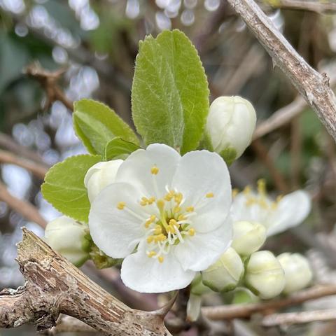 A single white hawthorn blossom with five petals and about fifteen long stamens with by an yellow tip. Behind are four bright green leaves, then three unopened flowers
