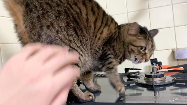 イタズラをしたのを叱ったら日本語で謝罪する猫...