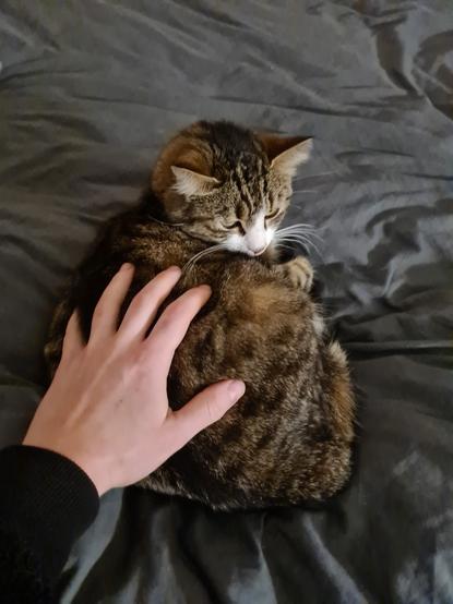 My hand on a cat resting on my bed