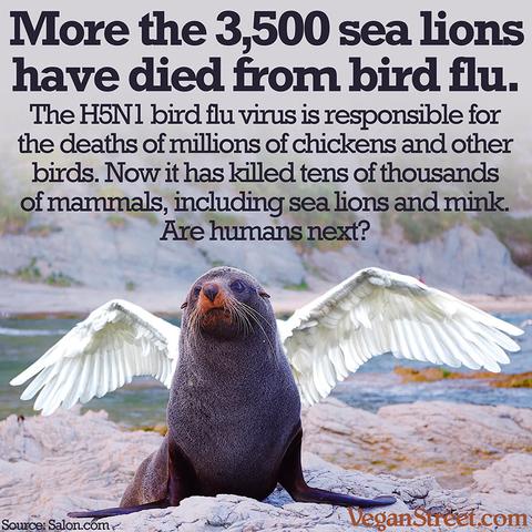 More the 3,500 sea lions have died from bird flu. The H5N1 bird flu virus is responsible for the deaths of millions of chickens and other birds. Now it has killed tens of thousands of mammals, including sea lions and even mink.