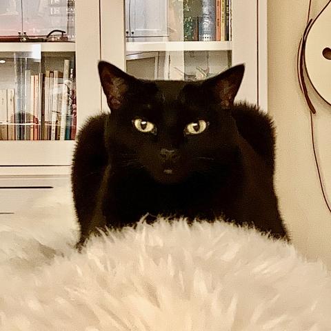 Cinder the cat on a sheepskin with bookshelf and guitar