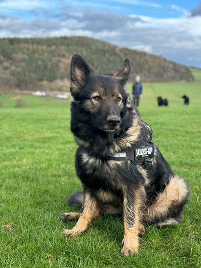 A sable long haired German Shepherd sits in the green fields of the Scottish Borders on a spring day. The thick forested Gala Hill dominates the distance.