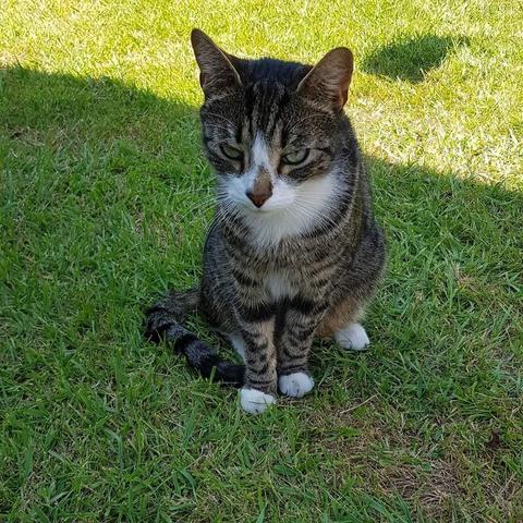 Photo of Pickle, a 4 year old tabby, glaring at the camera in a very intimidating manner