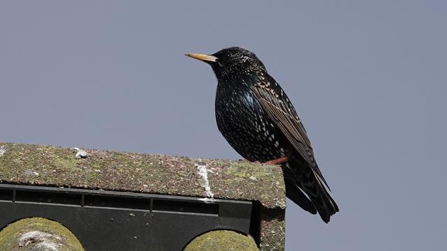 A starling perched on a house roof. It has black plumage with white, green and blue speckles on it.