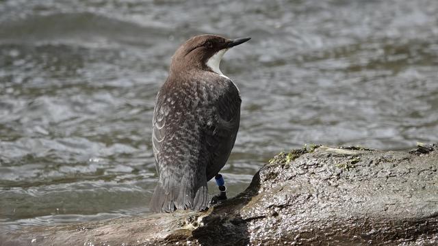 A dipper bird standing on a rock, facing away towards a river. Its head is turned slightly to the right, showing its white neck among otherwise brown plumage.