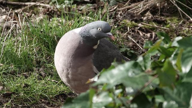 A wood pigeon among grass and sticks on the ground, with its red/purple tummy stuck out prominently to left and blue/grey head turned to the right.