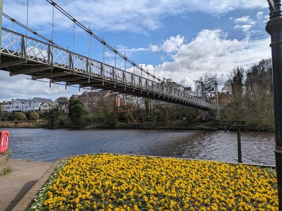 A suspension bridge over the River Dee. At the forefront of the photo is a large bed of yellow flowers.
