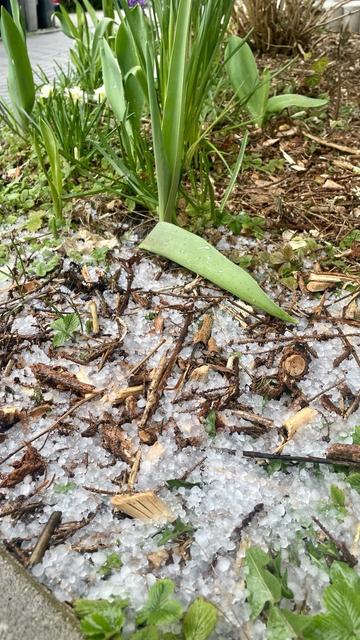 Hagelkörner im Beet
