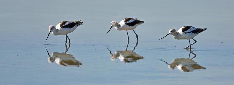 Three Avocets feeding in an alkali slough they are reflected in the calm water
