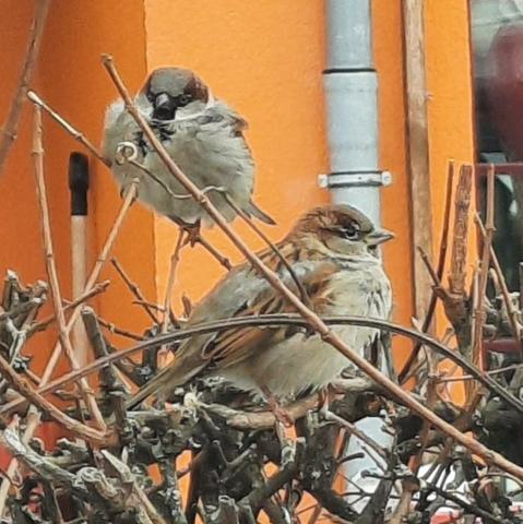 Zwei Spatzen auf den oberen Spitzen einer knorrigen, noch laublosen Hecke. Rechts einer im Seitenprofil, gleich links dahinter ein Spatzenmännchen, dick aufgeflufft. Im Hintergrund eine orangefarbene Häuserfassade, an der rechts im Bild, hinter dem Spatz im Seitenprofil, ein graues Regenwasserrohr vertikal verläuft  - Two sparrows on the upper tips of a gnarled, leafless hedge. On the right there is one in the side profile, just behind him on the left is a male sparrow, thickly fluffed up. In the background is an orange house facade, on the right of the picture, behind the sparrow in the side profile, a gray rainwater pipe runs vertically