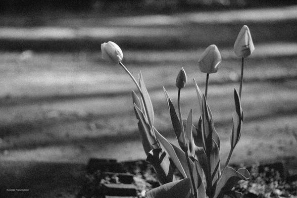 Black and white shot of some still closed tulips, with the morning sun casting long shadows behind them