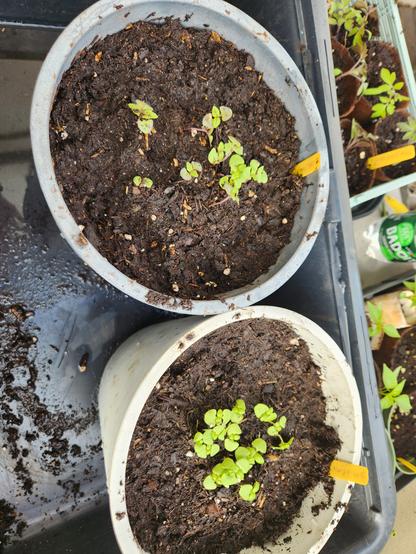 Deux pots en plastique avec le basilic repiqué.