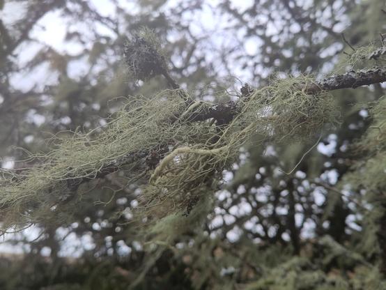 an especially beardy hawthorn tree, covered in lichen colonies