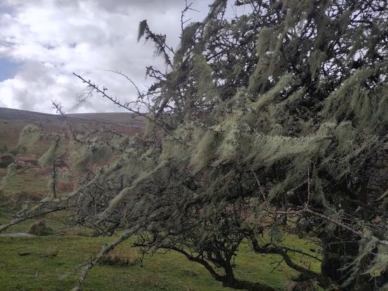 an especially beardy hawthorn tree, covered in lichen colonies