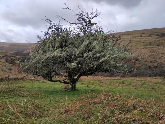 an especially beardy hawthorn tree, covered in lichen colonies