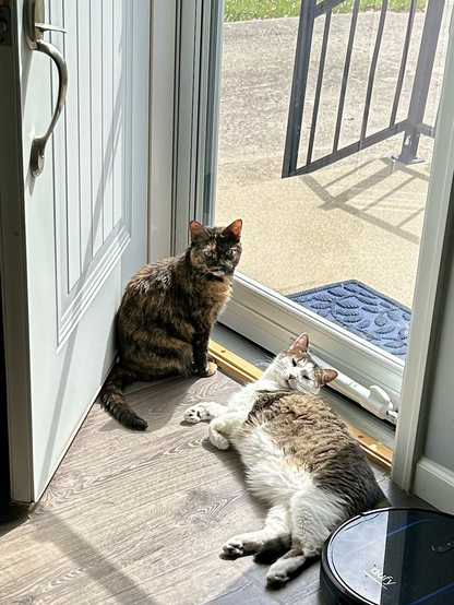 A tortie cat and a tabby cat sitting in front of a glass door, looking outside.