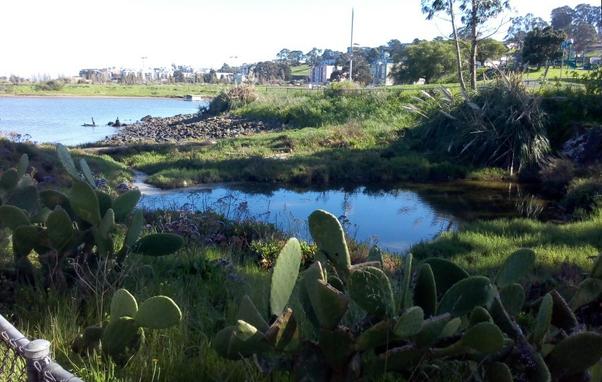 The pond from another side, with cactus growing on the near bank.
