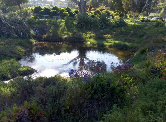 The pond again, showing lush grasses and wildflowers on the banks and a eucalyptus reflecting in it.