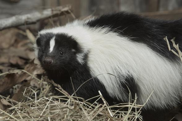 A skunk! Or two, or more, who knows!