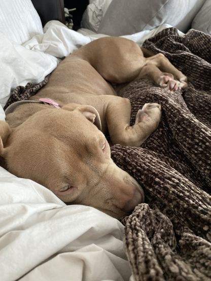 Tan pit bull asleep on blanket