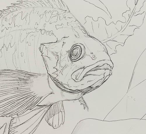 sketch of a vermillion rockfish