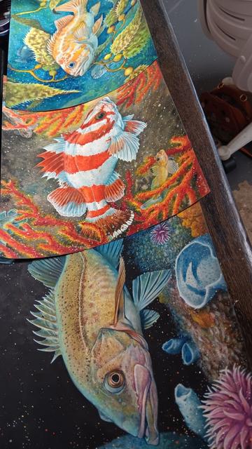 Photo of 3 finished watercolor paintings of 3 different species of Rockfish found off the California Coast. Top to bottom:
Canary Rockfish, Flag Rockfish, and Bocaccio Rockfish.