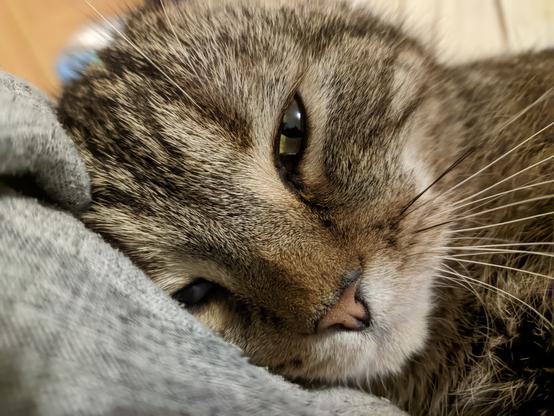Cat lying on his side with his eyes open. Focus on the head.

His whiskers are clearly visible.