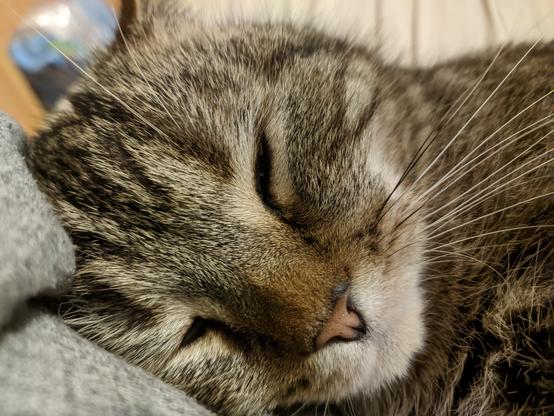 Cat lying on his side with almost closed eyes. Focus on the head.

His whiskers are clearly visible.