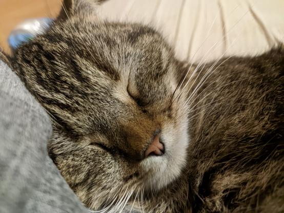 Cat lying on its side with eyes closed. Focus on the head.

His whiskers are clearly visible.