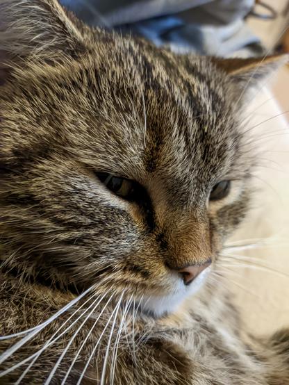 Cat looks into the camera with open eyes. Focus on the head.


His whiskers are clearly visible.