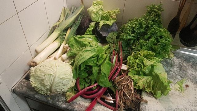 Contenido de la cesta de la semana con repollo, puerros, acelga verde y roja, ajetes, lechugas, escarola y lombarda.