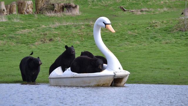 Schwarzbären sind im Safari-Park Woburn auf einem Schwan-Tretboot unterwegs (Foto: IMAGO, IMAGO / Cover-Images)