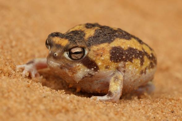 photo of a very round frog on sand