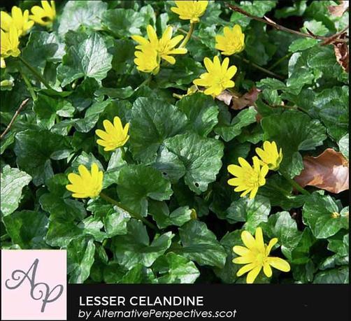 This is another native plant – the Lesser Celandine.  It has lovely heart shaped leaves which are dark green and some of them look a bit mottled.  The flowers are a beautiful shade of bright yellow.  At the bottom of the image is the text: Lesser Celandine by AlternativePerspectives.scot and the AP logo.