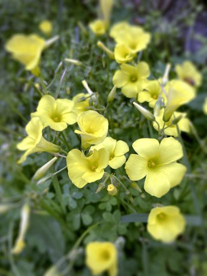 A cluster of yellow flowers with a blurred green background.