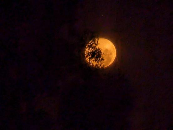 Red full moon rising behind the trees outside my house