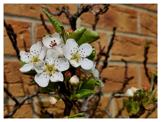 White blossoms with some new bright green leaves and out of focus branches with a background of light coloured bricks.