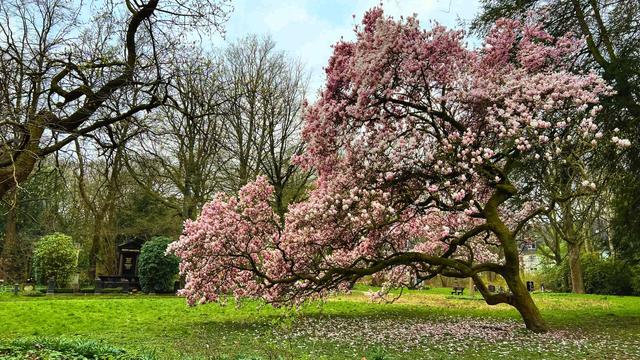 Magnolie in Blüte auf einer Wiese auf dem Ostfriedhof in Dortmund. Im Hintergrund kahle Bäume und blaugrauer Himmel.