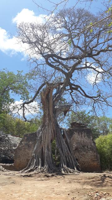 Strangler fig at Gede ruins (medieval Swahili coastal settlement) in Kenya. Foto taken last year