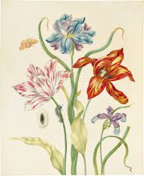 A botanical illustration. Two tulips, one red with yellow highlights, one white with red streaks, and two irises, one mainly blue, the other mainly purple. A moth is shown upper left; and a caterpillar and chrysalis as well, evidently the life stages of the moth.