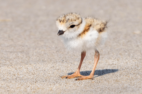 It is a picture of a little baby Plover bird with long legs standing on the beach. It has a sweet face.