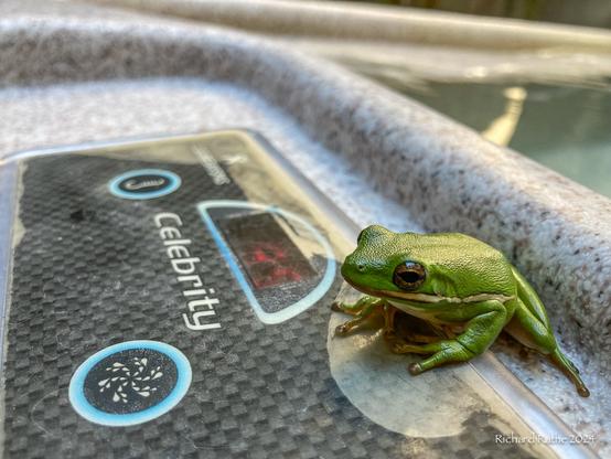 Green Tree Frog