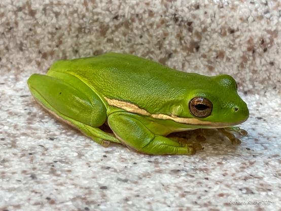 Green Tree Frog