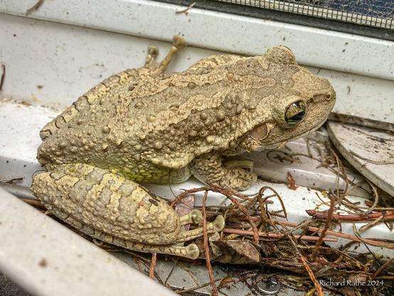 Invasive Cuban Tree Frog