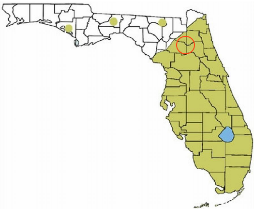 Invasive Cuban Tree Frog Map of Florida source:researchgate