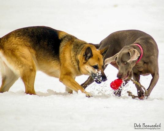 Two dogs playing with a toy in the snow. Goldish brown and black German Shepherd Mix and Brown Weimaraner. The toy is red and attached to a knotted rope. Snow is spraying up as the Weimaraner gets the toy and the Shepherd looks on intently.  Image at:  https://beautifulsunphotography.com/featured/one-toy-two-dogs-deb-beausoleil.html  See more art & blog at: https://beautifulsunphotography.com/ https://debbeausoleil.com