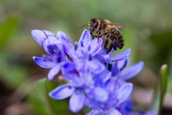 A bee sits on a purple flower and helps itself to the nectar of the plant. Macro shot; flower and bee are in the foreground, the background is very blurred.