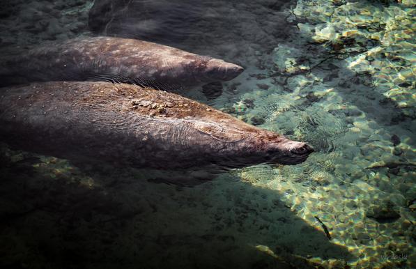 Photo of two Florida manatees, an adult and an adolescent, in clear water; the adult is surfacing to breath, which shows brown algal overgrowth on its skin (which is a normal an non-pathological condition for them).